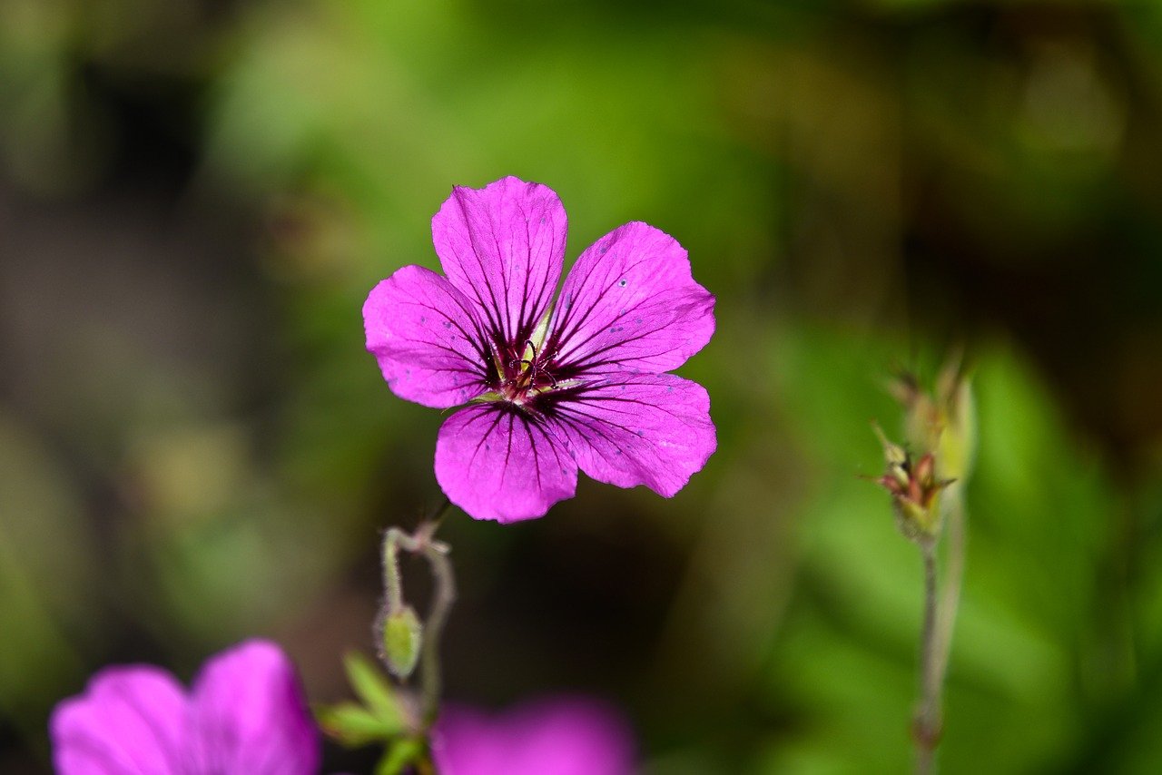 Geranien  So Schtzen Sie Sie Vor Frost Gartenjournal